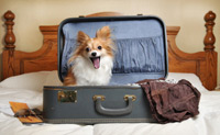 Advantages and risks of being a pet-friendly hotel